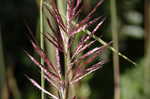 Sugarcane plumegrass